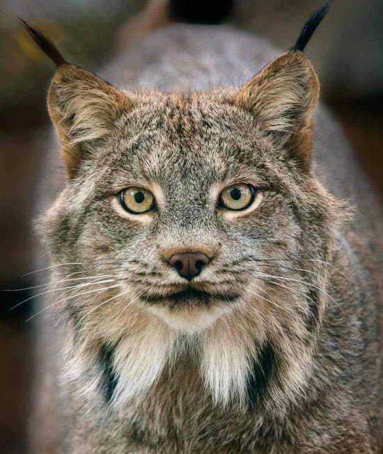 Canadian Lynx A head on photo of Xena the Canada lynx