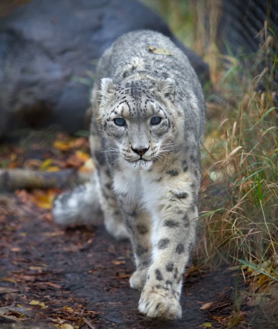 Carnivores-3 A close up of an Amur Tigers Face