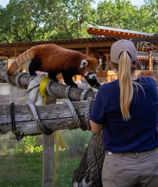 RedPandaYard-2 A red panda walking toward a zookeeper during a behind-the-scenes encounter at Edmonton Valley Zoo.