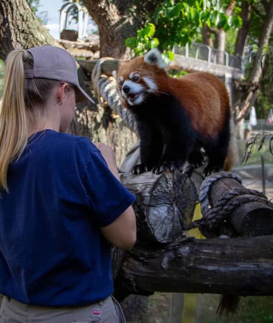 RedPandaYard-3 Aspen in fall colors along a bend in the Edmonton River Valley
