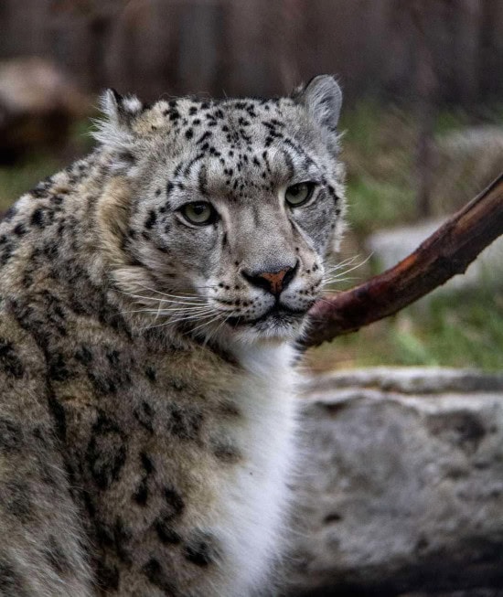 Snow Leopard Indira A side shot of Indira the Snow Leopard