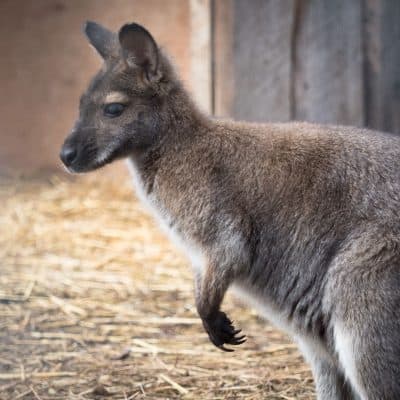 $75 Adopt an Animal - Wallaby