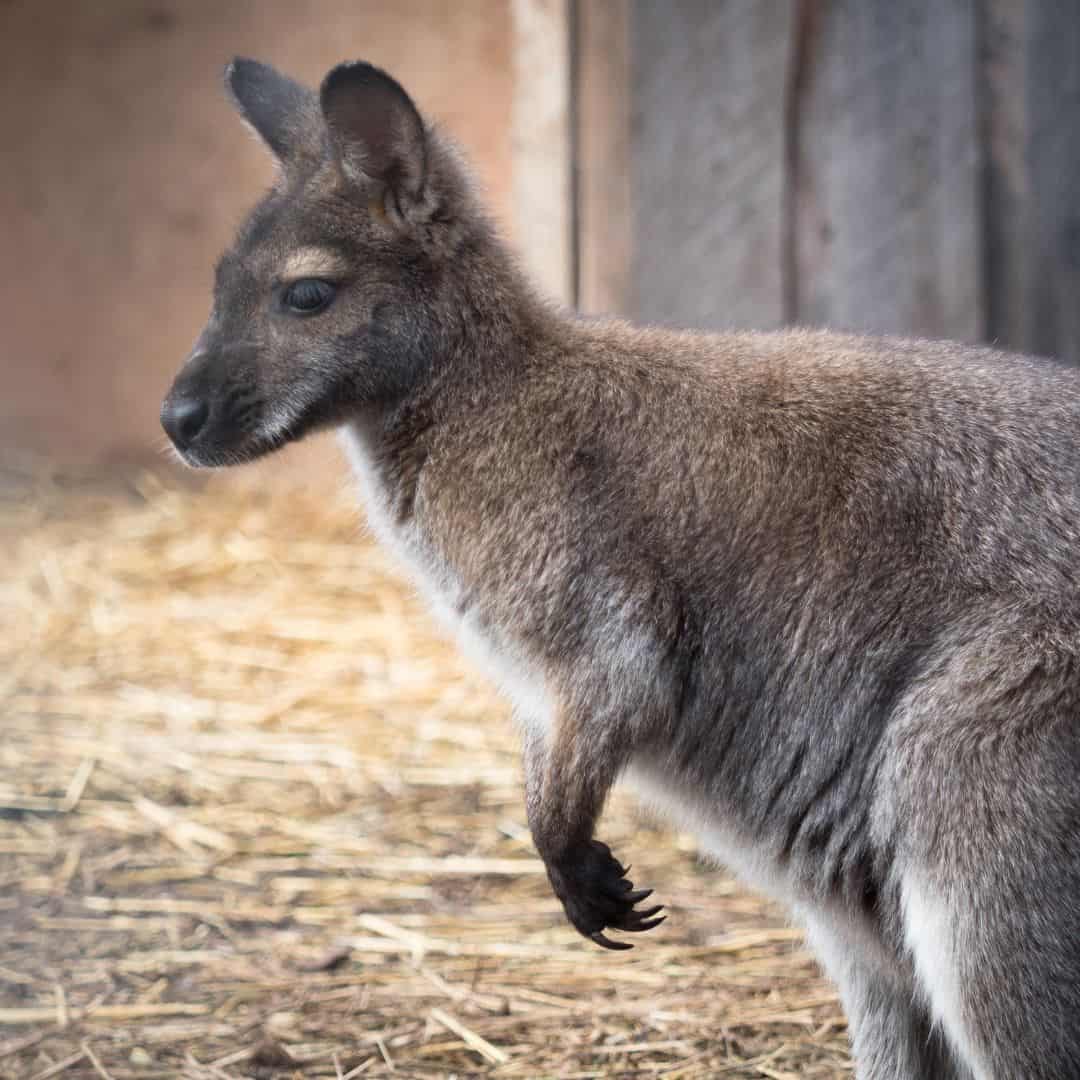 $75 Adopt an Animal - Wallaby