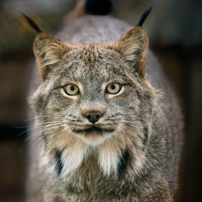 $75 Adopt an Animal - Lynx