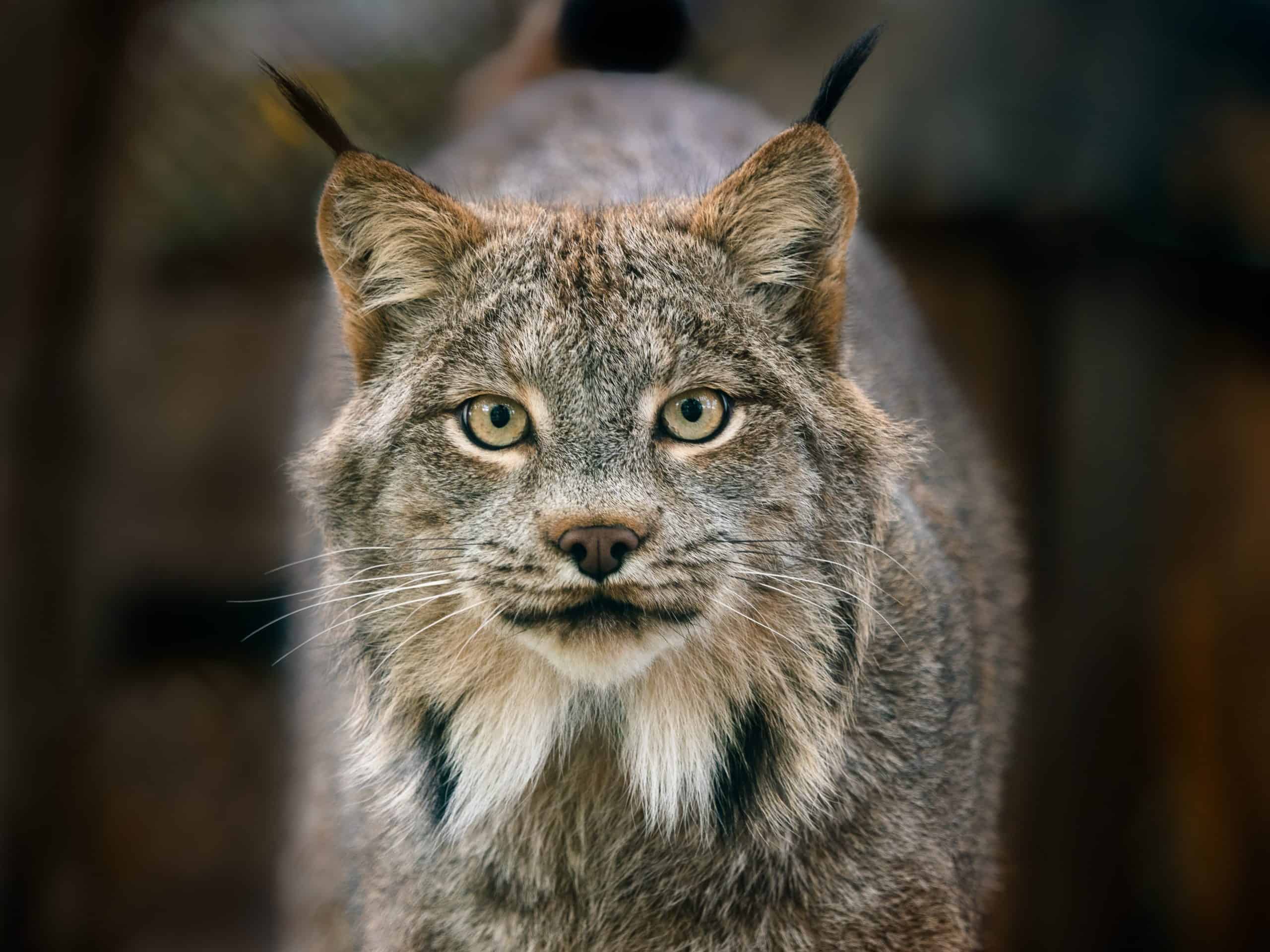 $75 Adopt an Animal - Lynx