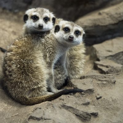 $75 Adopt an Animal - Meerkat