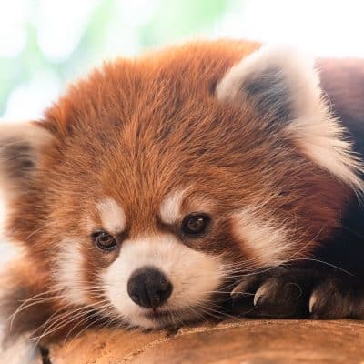 $75 Adopt an Animal - Red Panda