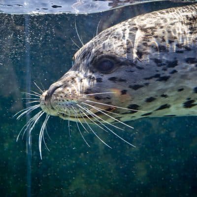 $75 Adopt an Animal - Harbor Seal