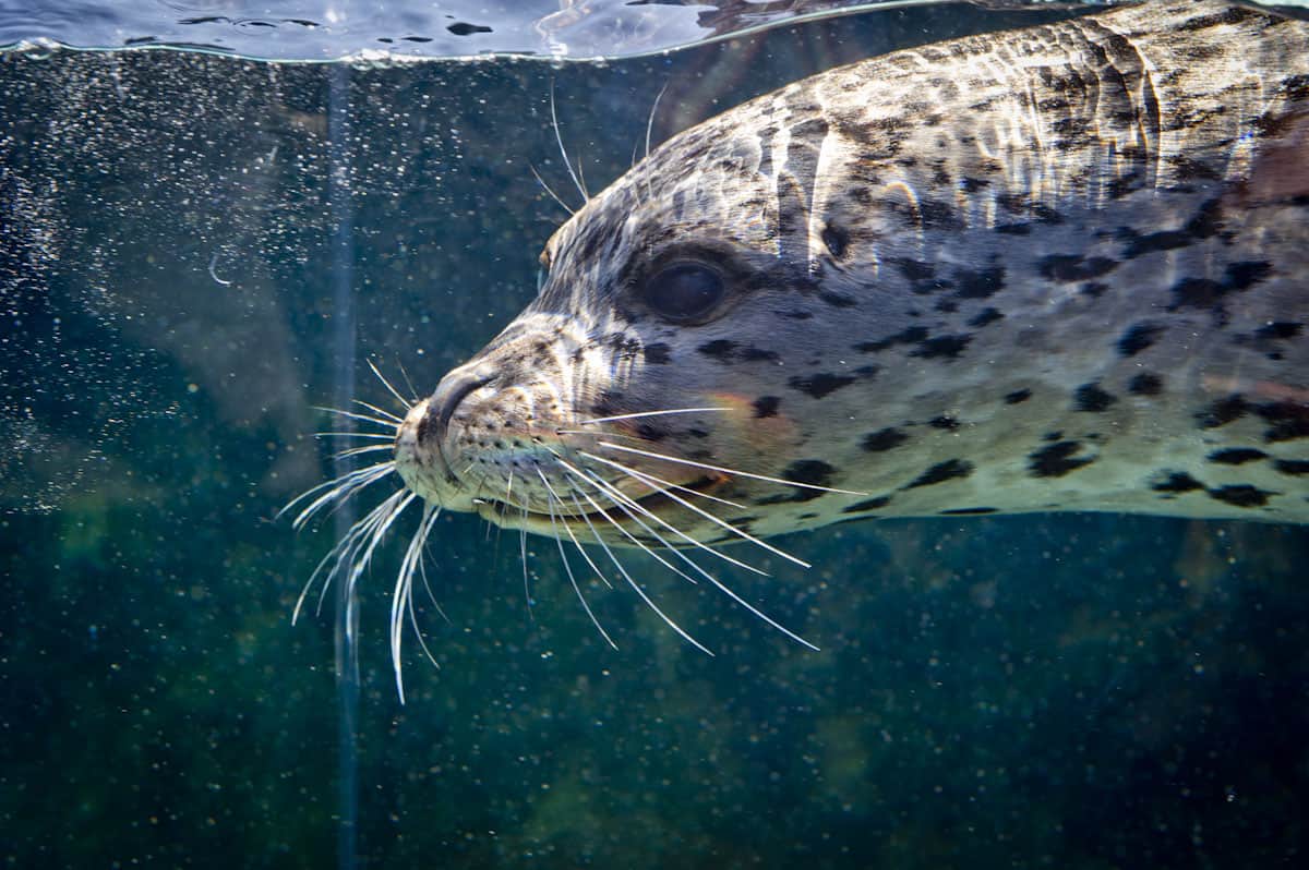 $75 Adopt an Animal - Harbor Seal