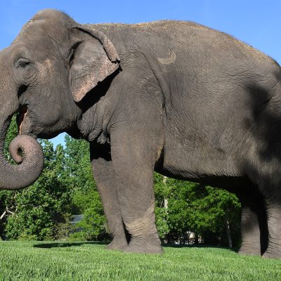$75 Adopt an Animal - Elephant