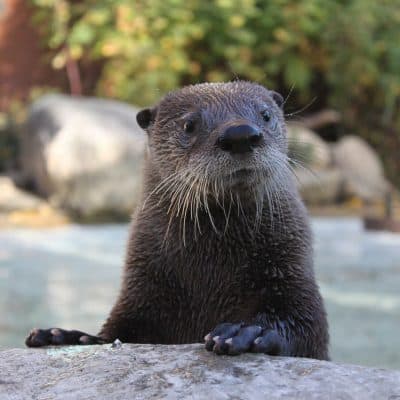 $75 Adopt an Animal - River Otter