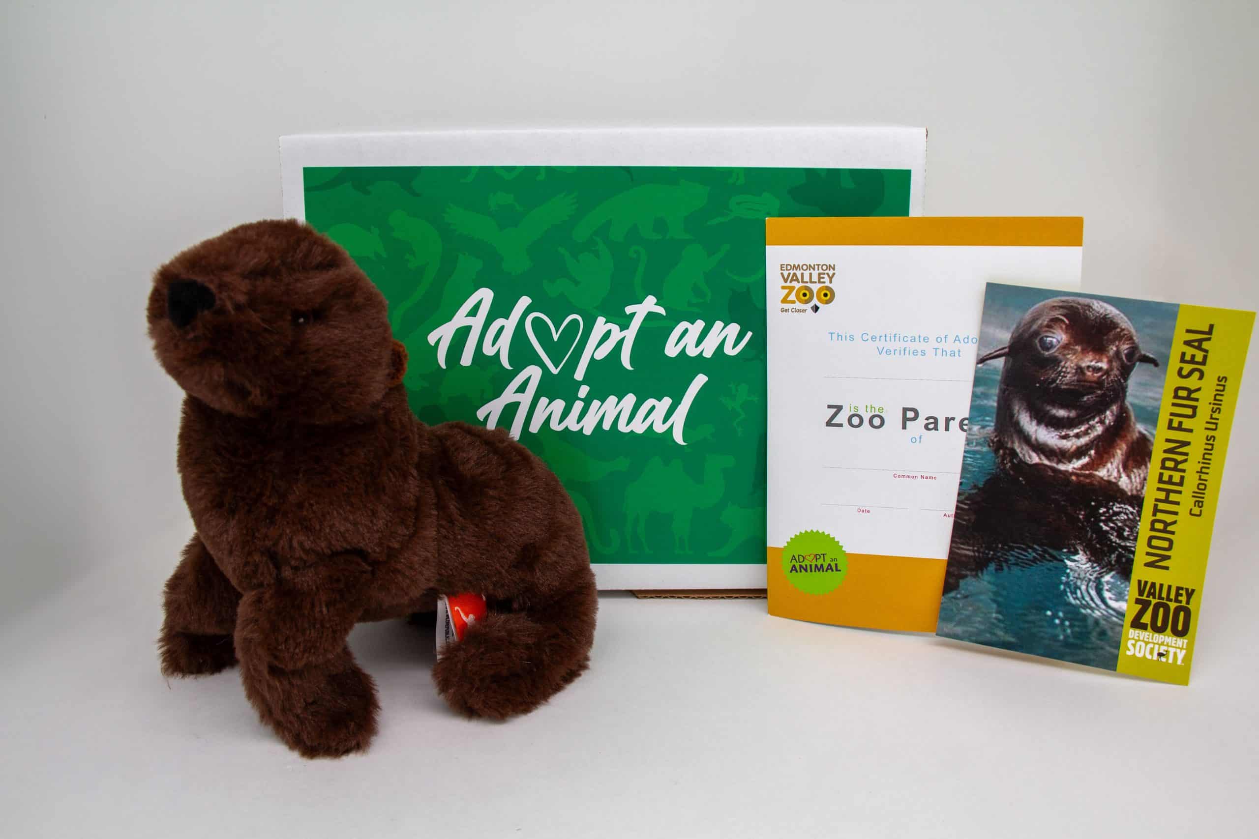 $75 Adopt an Animal - Fur Seal - Image 2