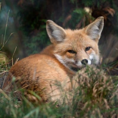 $75 Adopt an Animal - Red Fox