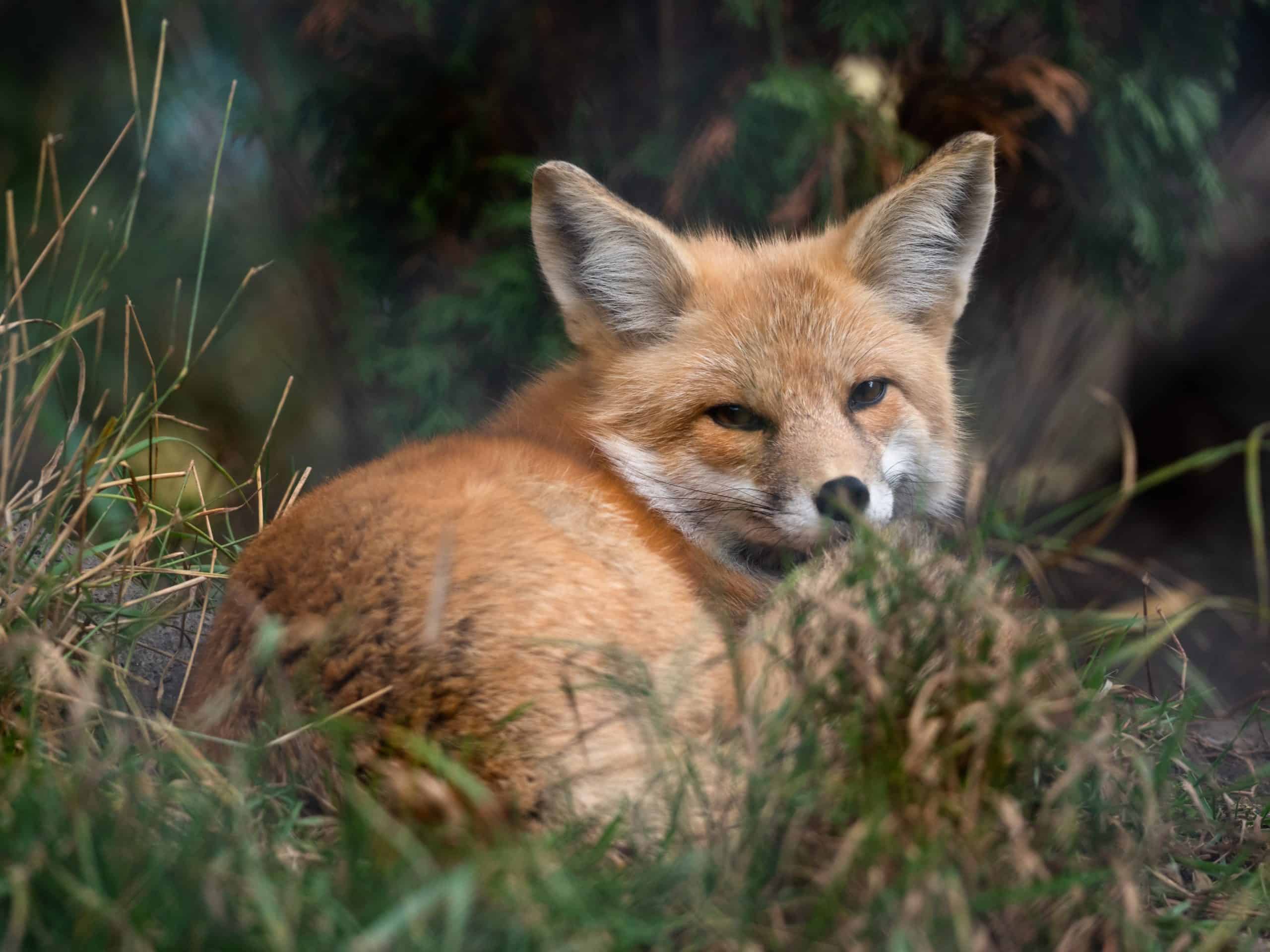 $75 Adopt an Animal - Red Fox