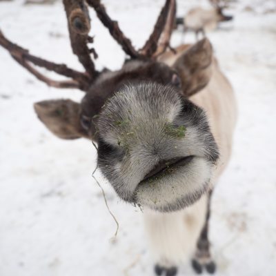 A reindeer pushes its snout towards the camera. Snowy background.