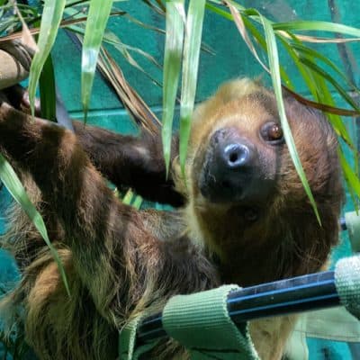 $75 Adopt an Animal - Sloth