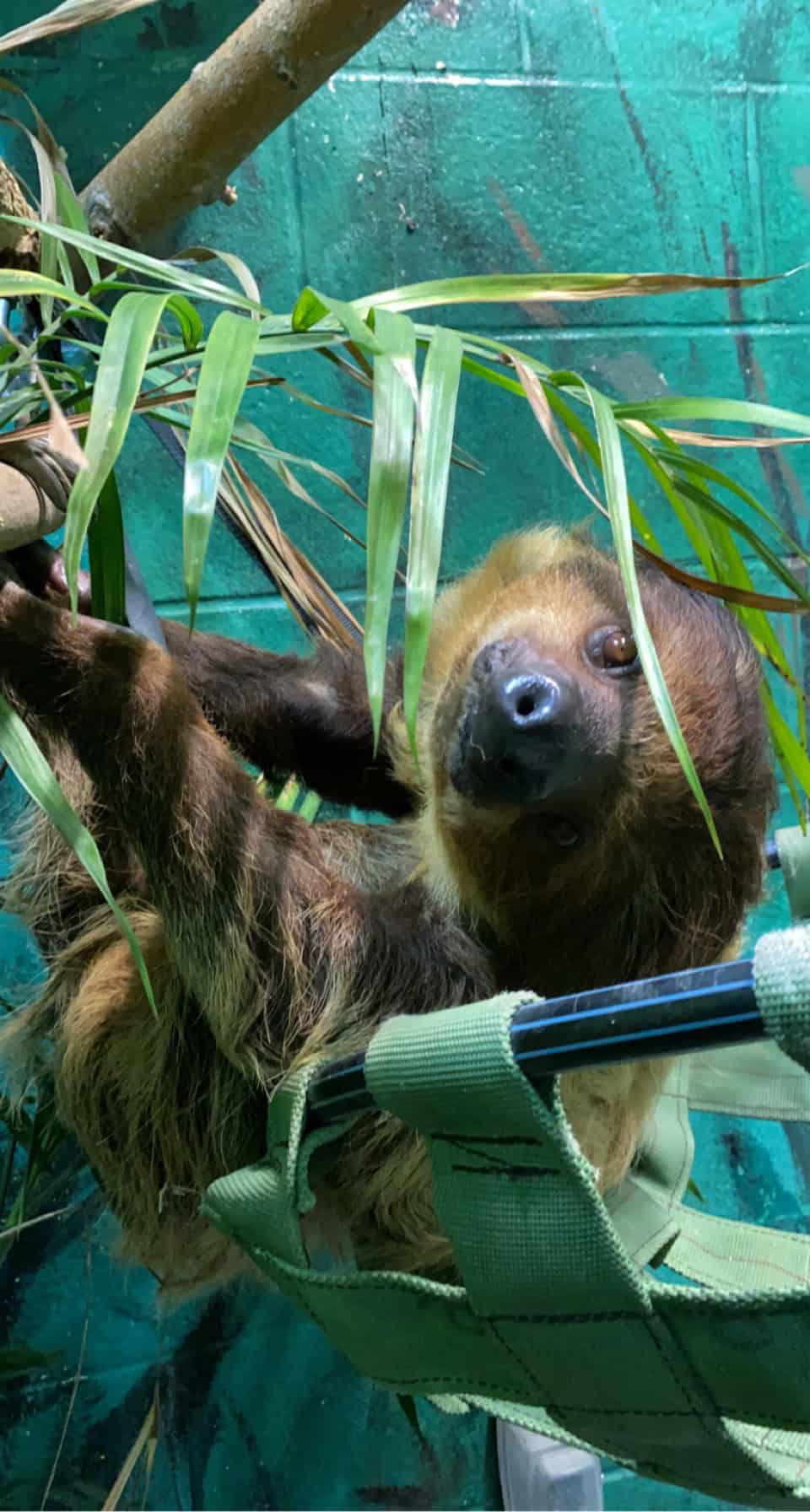 $75 Adopt an Animal - Sloth