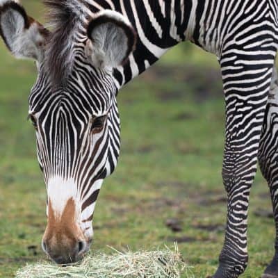 $75 Adopt an Animal - Zebra