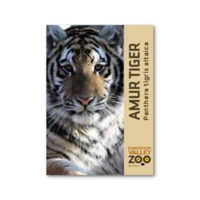 EVZ Animal Magnet - Amur Tiger