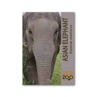 EVZ Animal Magnet - Asian Elephant