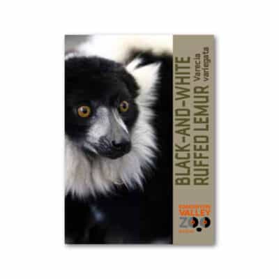 EVZ Animal Magnet - Black and White Ruffed Lemur