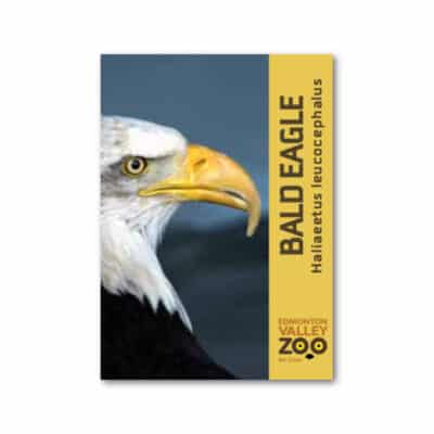 EVZ Animal Magnet - Bald Eagle