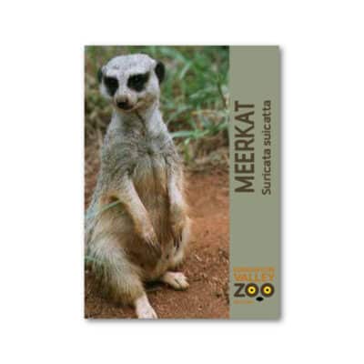 EVZ Animal Magnet - Meerkat