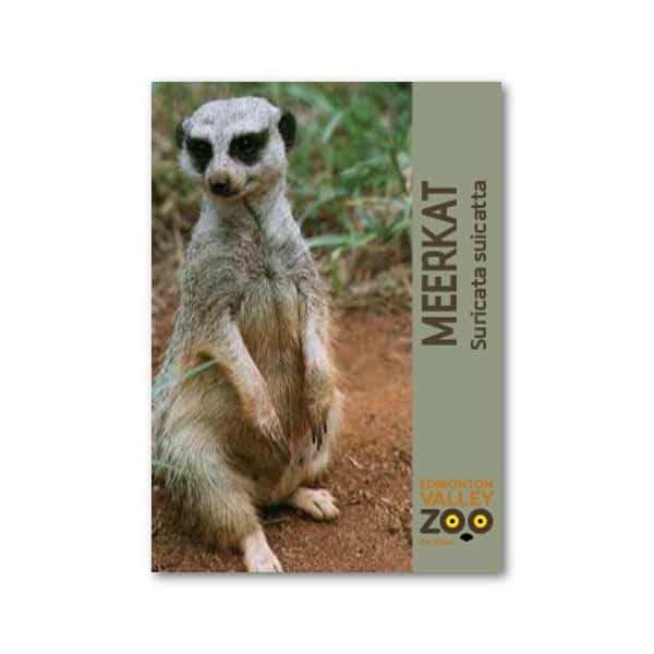 EVZ Animal Magnet - Meerkat