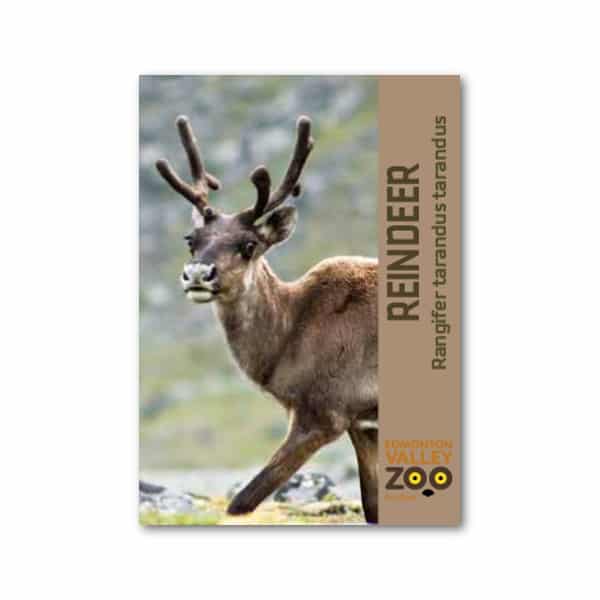 EVZ Animal Magnet - Reindeer