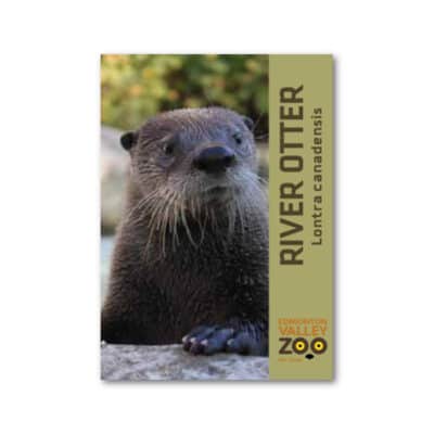 EVZ Animal Magnet - River Otter