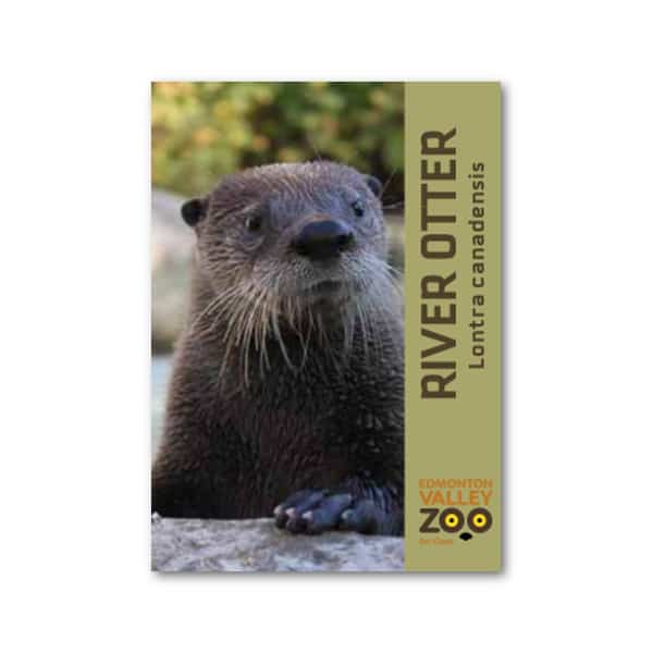 EVZ Animal Magnet - River Otter