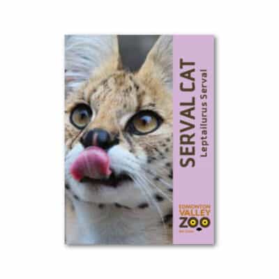 EVZ Animal Magnet - Serval Cat