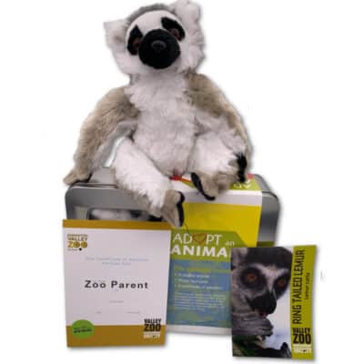 Adopt An Animal: Ring-tailed Lemur