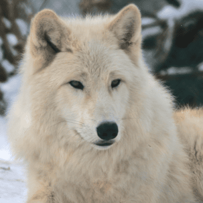 $75 Adopt an Animal - Arctic Wolf
