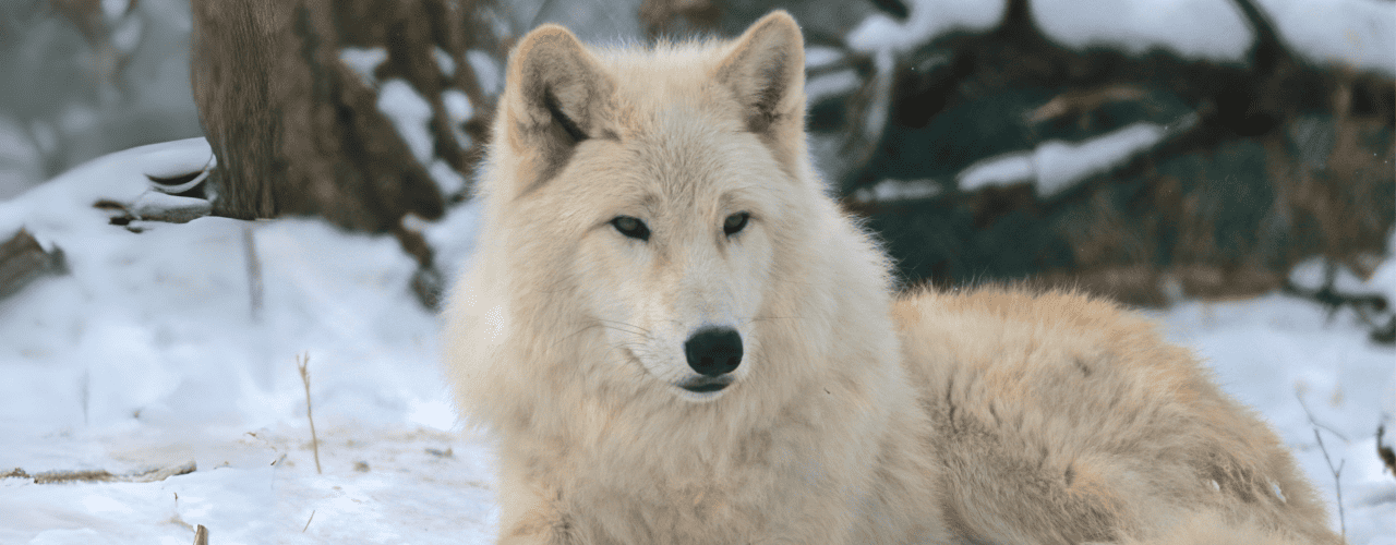 $75 Adopt an Animal - Arctic Wolf