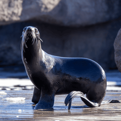 $75 Adopt an Animal - Fur Seal