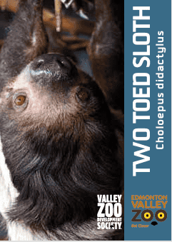 EVZ Animal Magnet - Two-toed Sloth