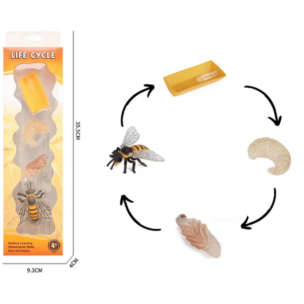 Image of plastic bee life cycle figurines